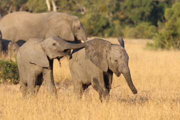 Fototapeta premium Afrikanischer Elefant / African elephant / Loxodonta africana.