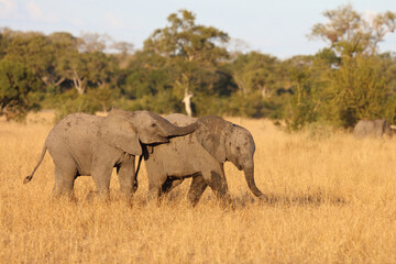 Fototapeta premium Afrikanischer Elefant / African elephant / Loxodonta africana.