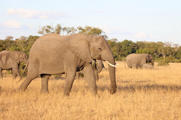 Afrikanischer Elefant / African elephant / Loxodonta africana.