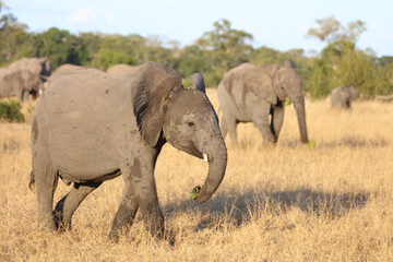 Fototapeta premium Afrikanischer Elefant / African elephant / Loxodonta africana.