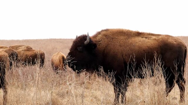 American Bison, bison bison, standing in the tall grass of a midwest prairie, slowly turns head while chewing cud. Hand held closeup clip in evening light.