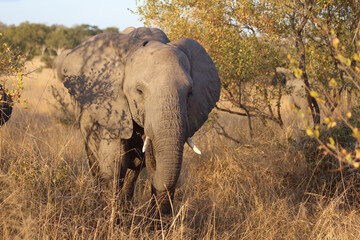 Afrikanischer Elefant / African elephant / Loxodonta africana