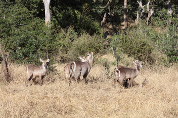 Wasserbock / Waterbuck / Kobus ellipsiprymnus