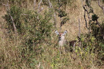 Wasserbock / Waterbuck / Kobus ellipsiprymnus