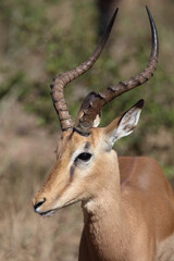 Schwarzfersenantilope / Impala / Aepyceros melampus