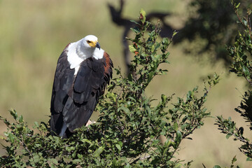 Afrikanischer Schreiseeadler / African fish-eagle / Haliaeetus vocifer.