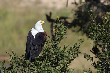 Afrikanischer Schreiseeadler / African fish-eagle / Haliaeetus vocifer.