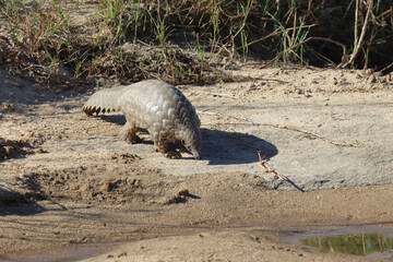 Fototapeta premium Steppenschuppentier am Sand River/ Ground pangolin or Cape pangolin at Sand River/ Smutsia temminckii