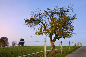 In autumn, when the morning fog is mist, a crooked fruit tree stands in the field behind an...