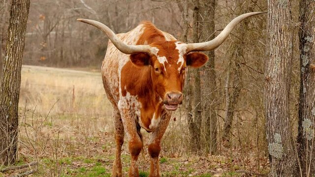 Brown and white Texas Longhorn beef cattle cow chewing the cud, and turning head to face the camera, while calmly standing in a wooded pasture. Handheld clip with zoom out.