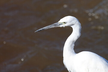 Seidenreiher / Little Egret / Egretta garzetta