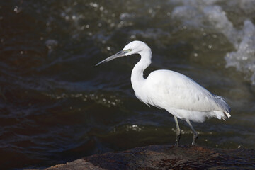 Obraz premium Seidenreiher / Little Egret / Egretta garzetta