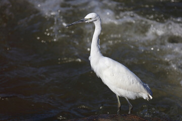 Seidenreiher / Little Egret / Egretta garzetta