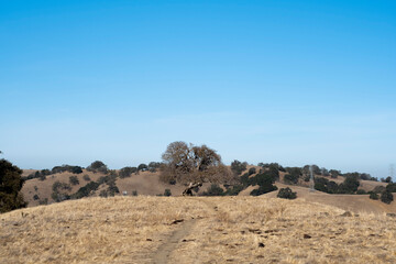 golden California hills landscape with single tree