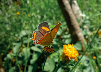 beautiful himalayan red flash or rapala selira butterfly on a leaf