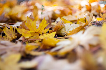 yellow autumn leaves