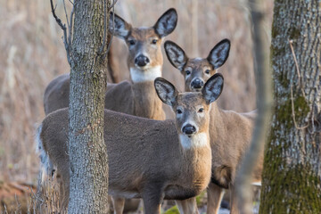 Female and babies white-tailed deer in autumn