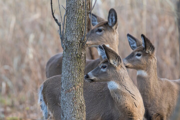 Female and babies white-tailed deer in autumn