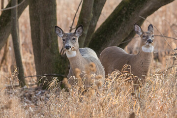 Female and babies white-tailed deer in autumn