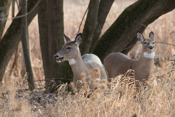 Female and babies white-tailed deer in autumn