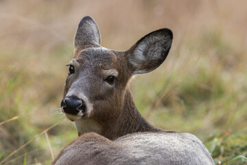 Female white-tailed deer in autumn	