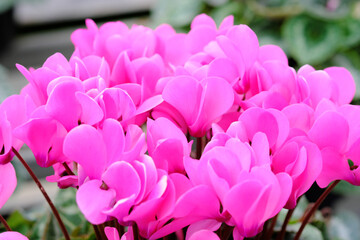 可愛いピンク色のふんわりしたシクラメン