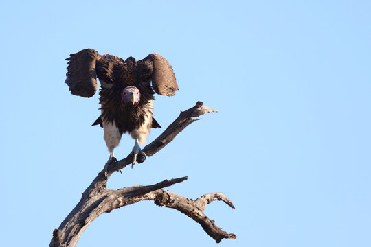 Kappengeier / Hooded vulture / Necrosyrtes manachus.