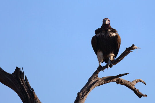 Kappengeier / Hooded vulture / Necrosyrtes manachus.