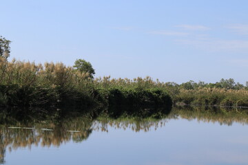 Wet Land  Scenery , Rayong Botanic Garden, Rayong, Thailand