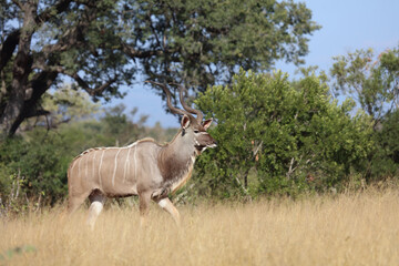 Großer Kudu / Greater Kudu / Tragelaphus strepsiceros.