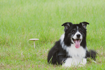 border collie dog