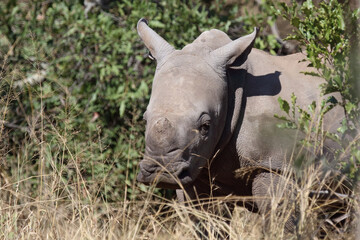 Naklejka premium Breitmaulnashorn / Square-lipped Rhinoceros / Ceratotherium Simum