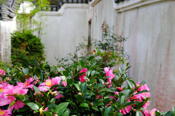Fototapeta na wymiar 冠岳花川砂防公園の中国風の庭園と花