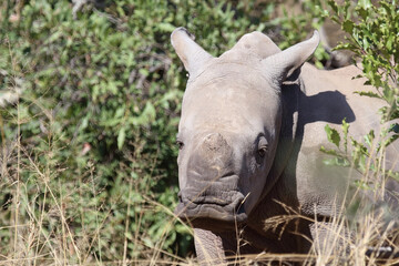 Naklejka premium Breitmaulnashorn / Square-lipped Rhinoceros / Ceratotherium Simum
