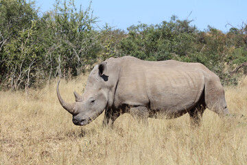 Breitmaulnashorn / Square-lipped rhinoceros / Ceratotherium Simum