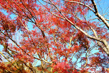 画面を覆う紅葉の木