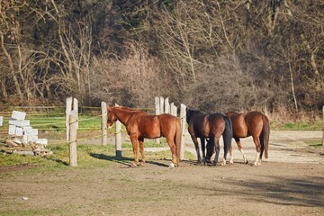 Horses on a farm in a fenced area