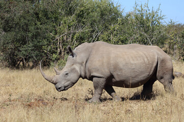 Fototapeta premium Breitmaulnashorn / Square-lipped rhinoceros / Ceratotherium Simum