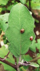 ladybug on a leaf