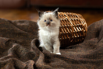fluffy kitten indoors. Bicolor Rag Doll Cat