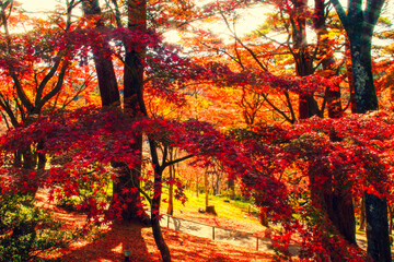 Fototapeta na wymiar Landscape with red maple leaves in a park in Japan
