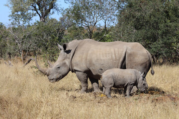 Obraz premium Breitmaulnashorn / Square-lipped Rhinoceros / Ceratotherium Simum