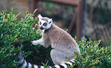 Close up of ring-tailed lemur sitting on a bush in a zoo