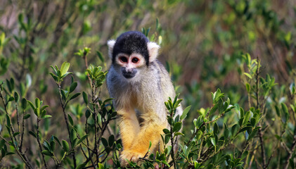 Fototapeta premium Close up of a squirrel monkey sitting a tree
