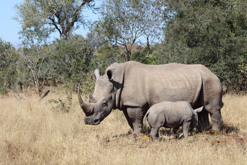 Obraz premium Breitmaulnashorn / Square-lipped Rhinoceros / Ceratotherium Simum