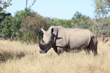 Obraz premium Breitmaulnashorn / Square-lipped rhinoceros / Ceratotherium Simum