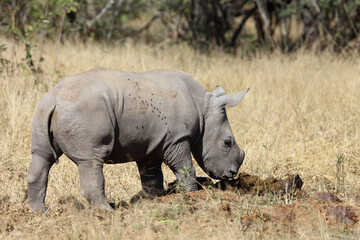 Obraz premium Breitmaulnashorn / Square-lipped Rhinoceros / Ceratotherium Simum