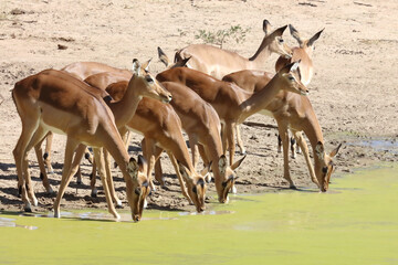 Schwarzfersenantilope / Impala / Aepyceros melampus