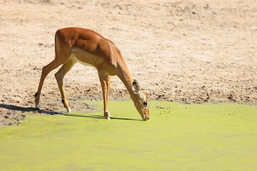 Schwarzfersenantilope / Impala / Aepyceros melampus