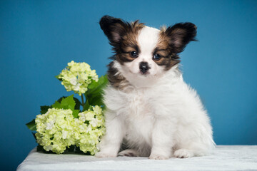 chihuahua puppy on blue background